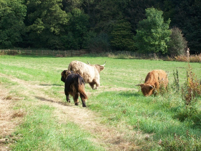 Image three about Belper Parks Local Nature Reserve