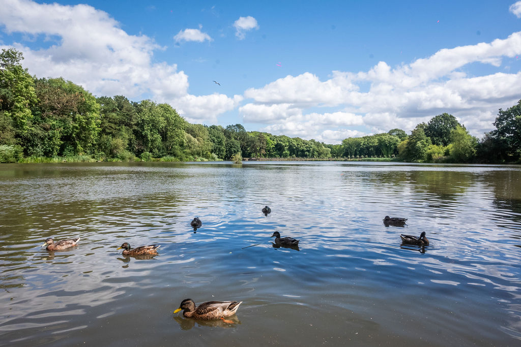 Image two about Shipley Country Park